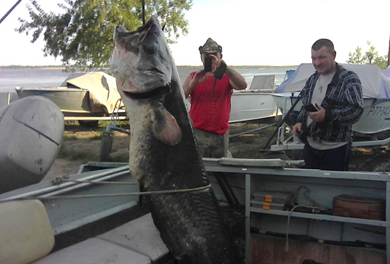 В Вольске рыбаки поймали сома на 80 кг