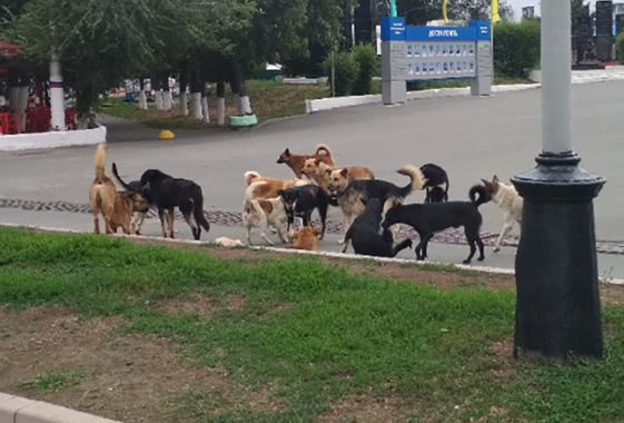 В Вольске собак хотят сделать священными животными для привлечения туристов