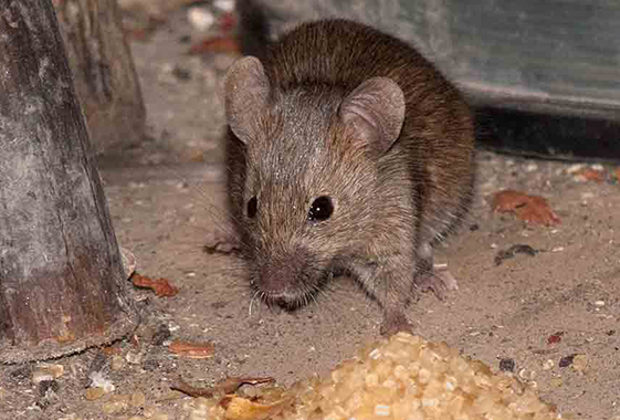 Жителей Вольского района предупредили о миграции мышей