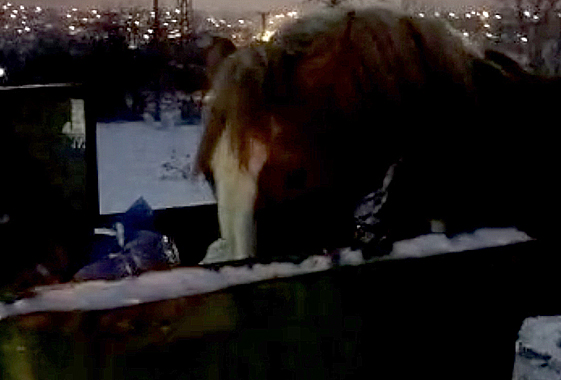 На Новый год лошади в мусорных баках искали пропитание