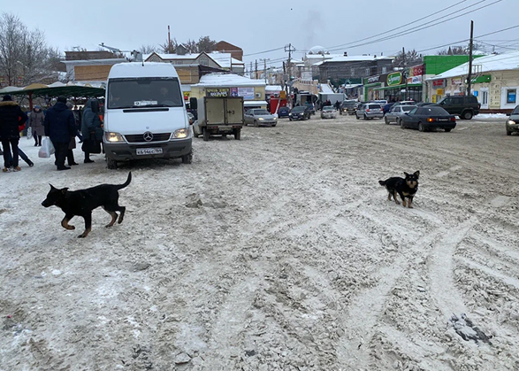 В Вольске на улице с «Нивы» отстреливали собак