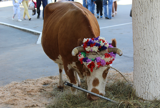 На День города привели корову и станцевали лезгинку