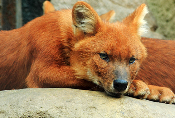 Вольская прокуратура запретила продажу красного волка через интернет