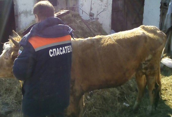 На Комсомольце спасли провалившуюся в погреб корову
